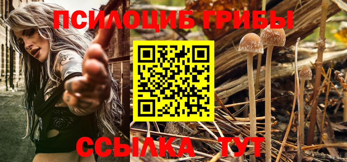 Псилоцибиновые грибы Psilocybe  Вход с VPN  Печора 
